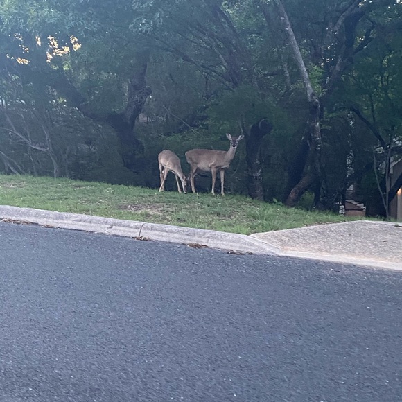 Meet your Posher, LC - Picture 9 of 14